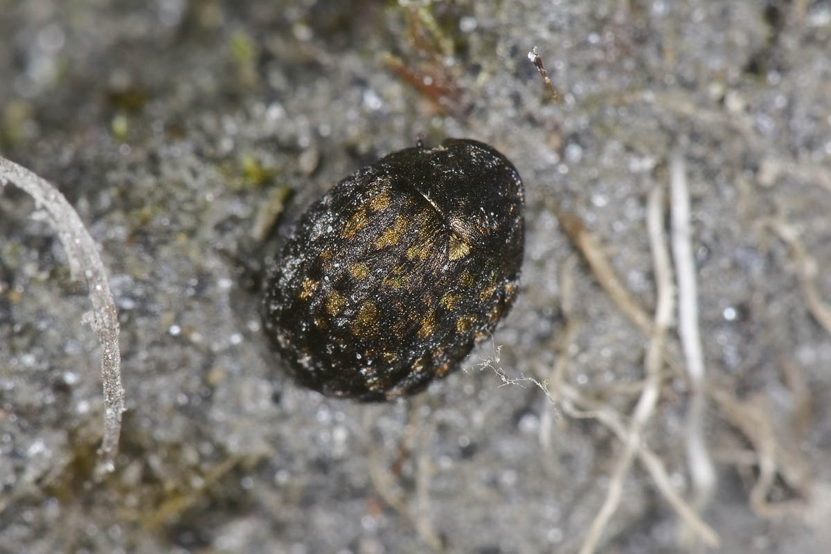 Cytilus sericeus, Byrrhidae